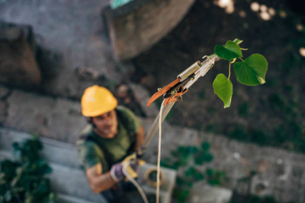 The Steps Involved in Our Tree Care Process in Bay Minette, AL